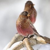 Brown-capped Rosy-Finch